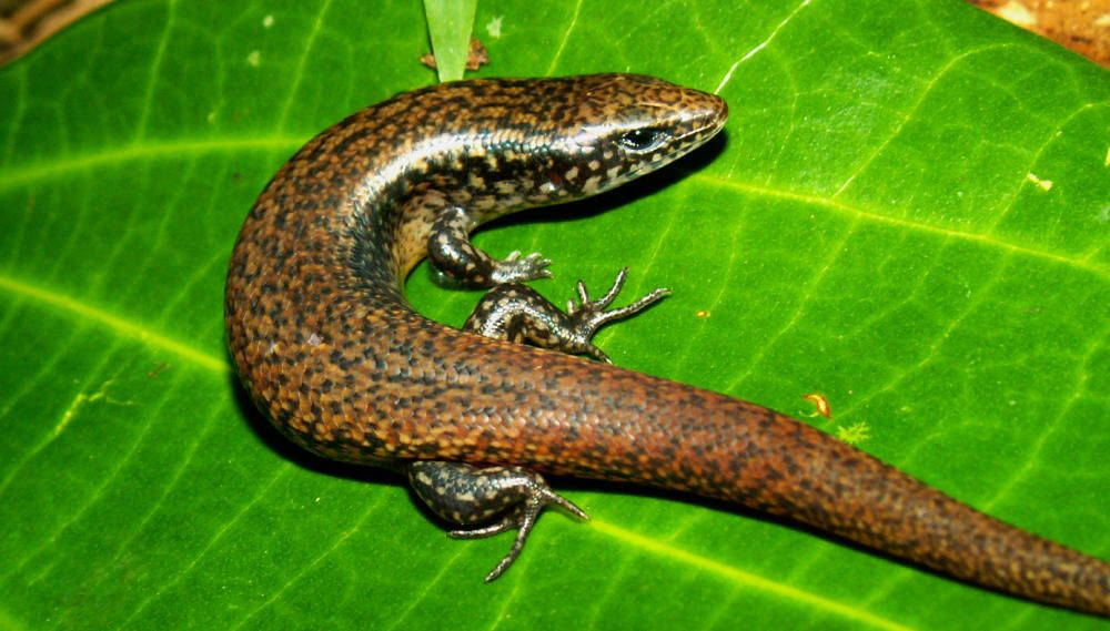 La investigadora del campus determina la variación genética entre reptiles de diferentes islas y, por tanto, la existencia de más especies de las que hasta ahora se creía