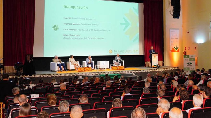 Las cooperativas comercializan el 50 % del caqui que se exporta
