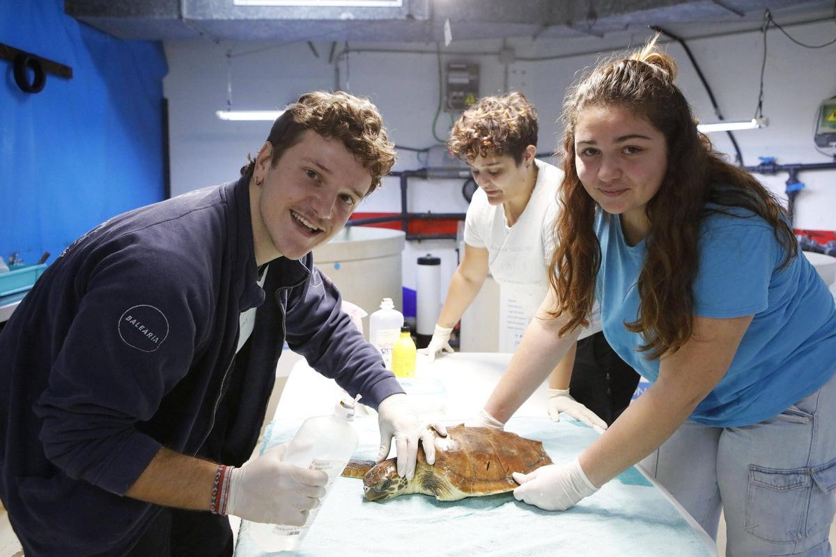 Tecnico Sergí Guasch (li.) mit zwei Freiwilligen bei der Behandlung der verletzten Meeresschildkröte „Rainer Maria".