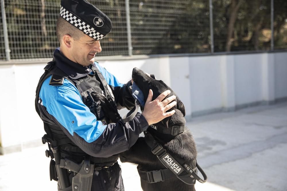 La Unitat Canina de la Policia Local de Lloret de Mar, en acció