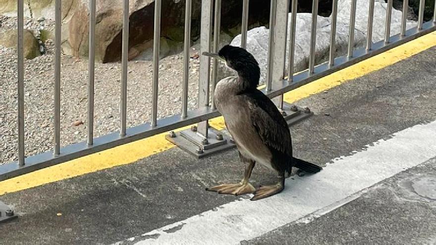 Una cría de cormorán moñudo deambula por Ons