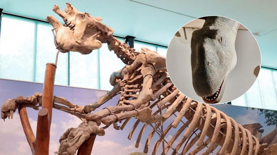 El tesoro fósil de València: 5.000 huesos y 20 esqueletos de gigantes prehistóricos