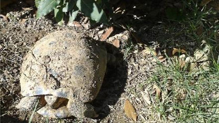 La bonança fa avançar la fi del cicle hivernal de la tortuga