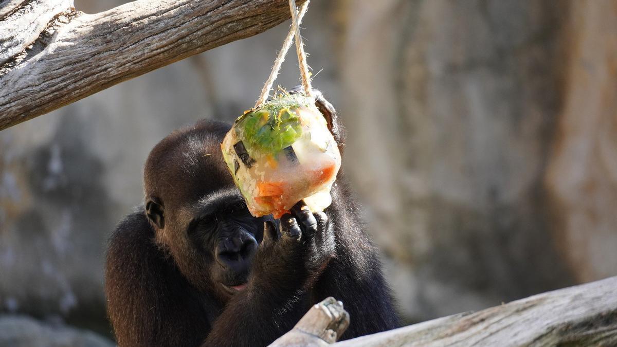 "Helados salvajes", para combatir el calor en Bioparc Fuengirola