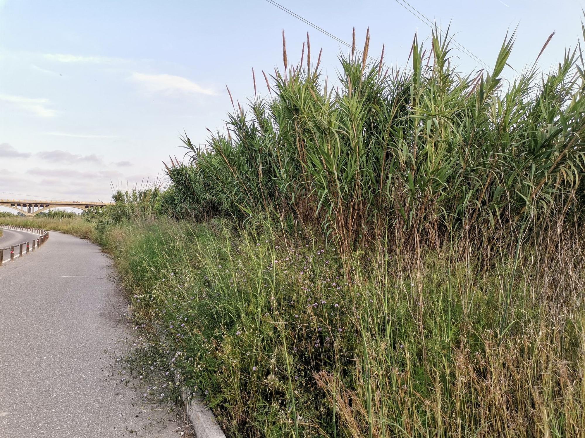 Un río Millars cada vez menos imperceptible en Almassora por la caña común