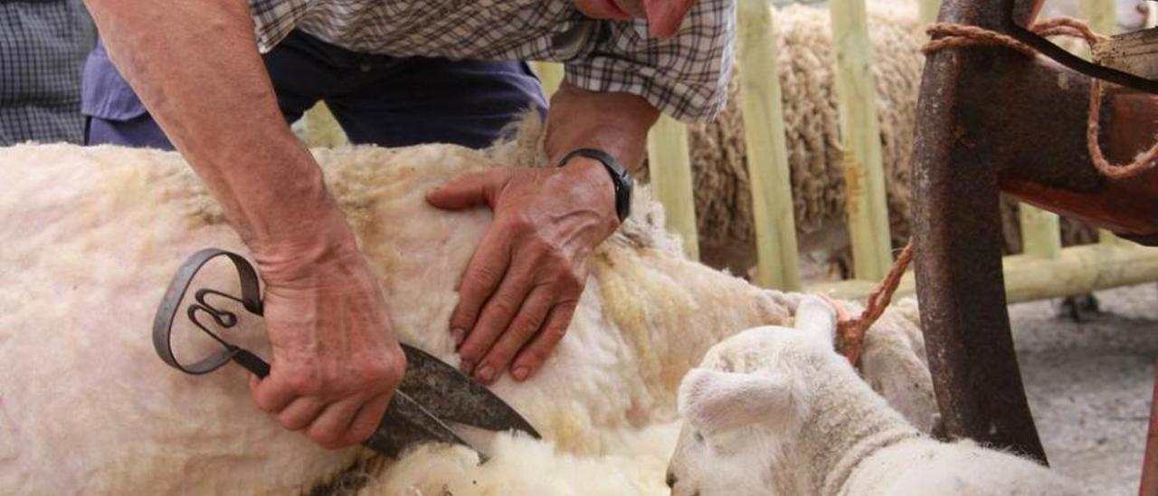 Un pastor, en plena tarea de trasquilado de una oveja.