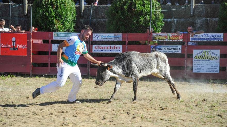 Las vaquillas saltan al ruedo en Valga