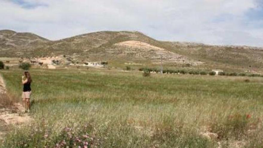 La sierra del Morrón de Villena, al fondo, donde se quieren instalar 25 aerogeneradores.