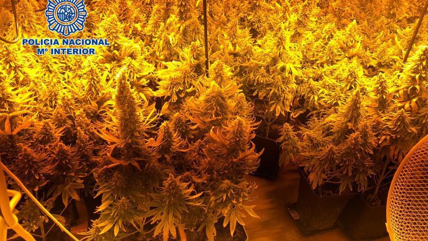 Cae una red con plantaciones de marihuana en 4 municipios de Castelló