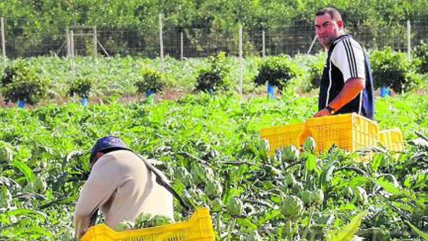 Jornaleros recolectan alcachofa en una finca deLos Montesinos. tony sevilla