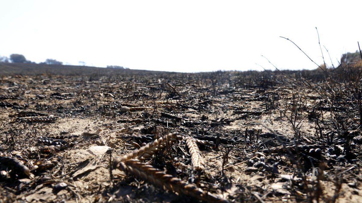 Espigues cremades per l'incendi de Torrefeta i Florejacs, en un camp de la Noguera