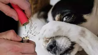 Cómo evitar que tu perro sufra por los petardos de San Xoán: «Puede sufrir un paro cardiaco si tiene patologías previas»