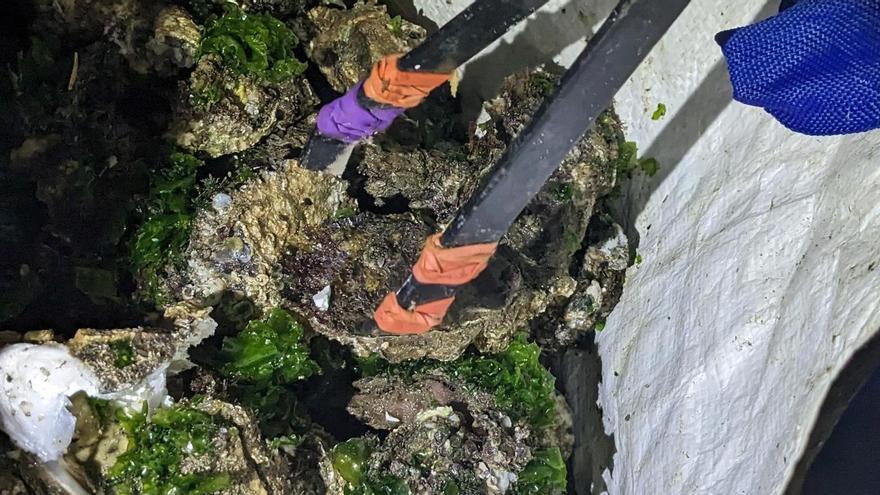 Las ostras incautadas por el Seprona y pescadas en l'Albufera