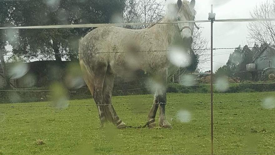 Animalistas denuncian el maltrato a un caballo con las patas atadas en Abegondo