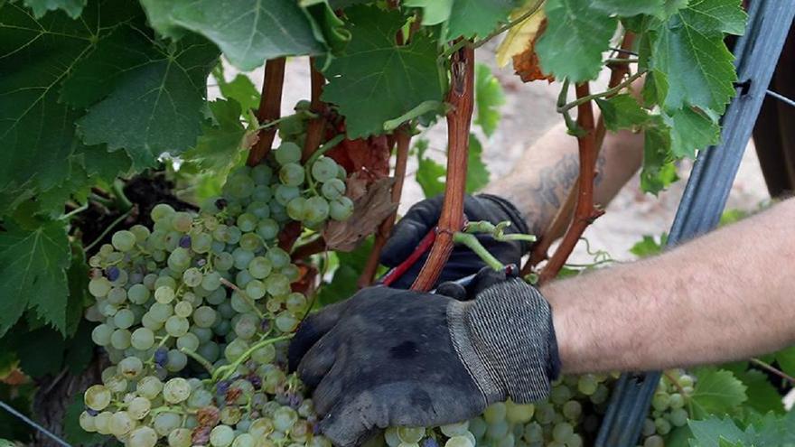 La autopsia descarta el golpe de calor como causa de la muerte del trabajador de Montilla