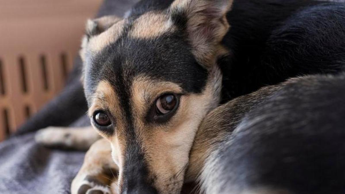 El teu gos té por la nit de Sant Joan?