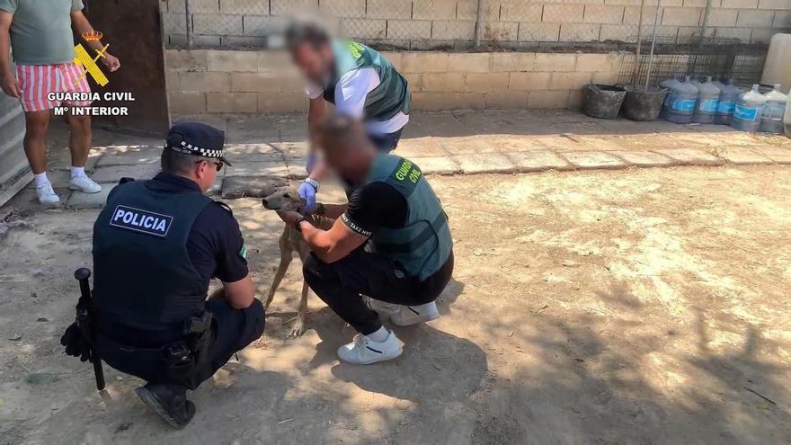 Vídeo | Recuperan en Sevilla ocho galgos de competición que habían sido robados y maltratados