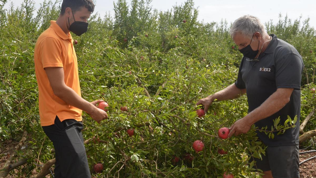 Imagen de los campos de granadas afectados por el temporal