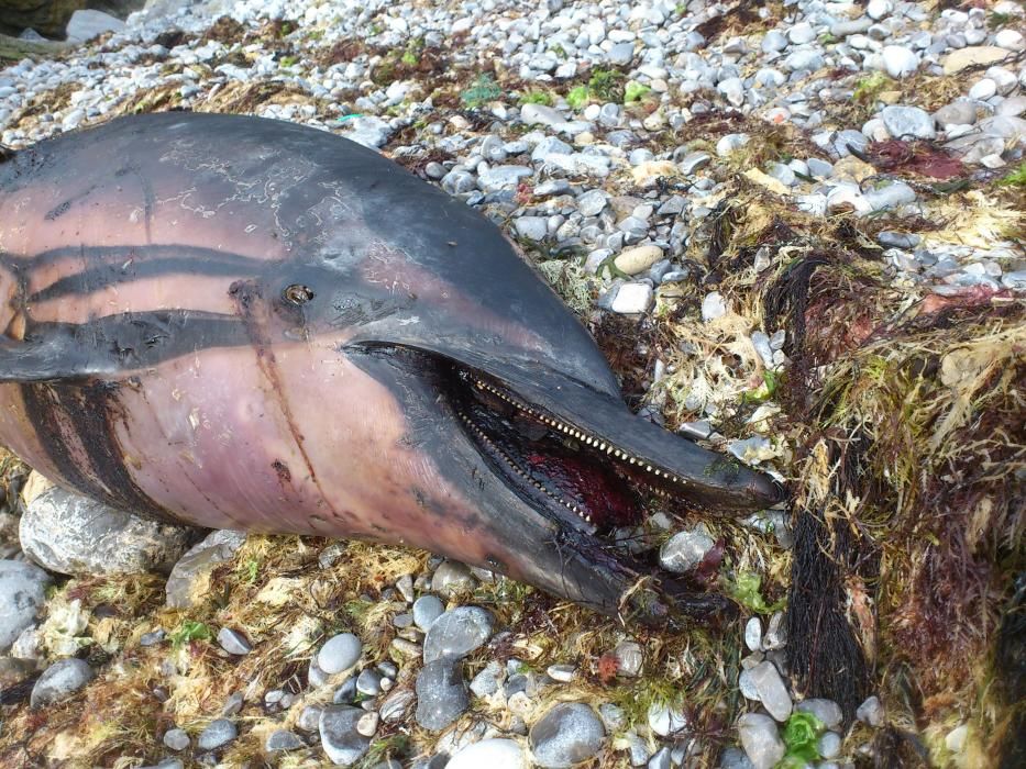 Delfín muerto en la costa de Gijón