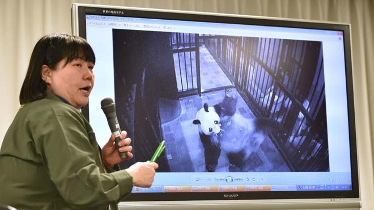 Un exemplar de panda gegant ha nascut al zoo de Ueno de la capital japonesa.