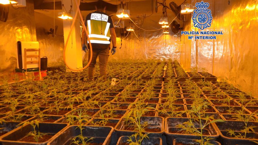Hallan un cultivo interior con cerca de 500 plantas de marihuana en un chalet de Molina