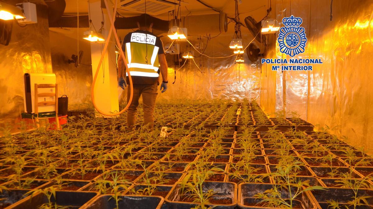 Plantación de marihuana localizada por la Policía Nacional.