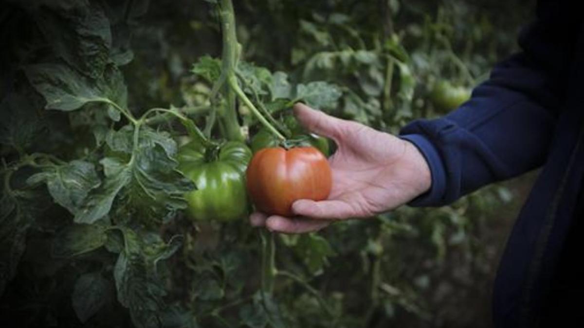 Una rama de tomates del Baix Llobregat.