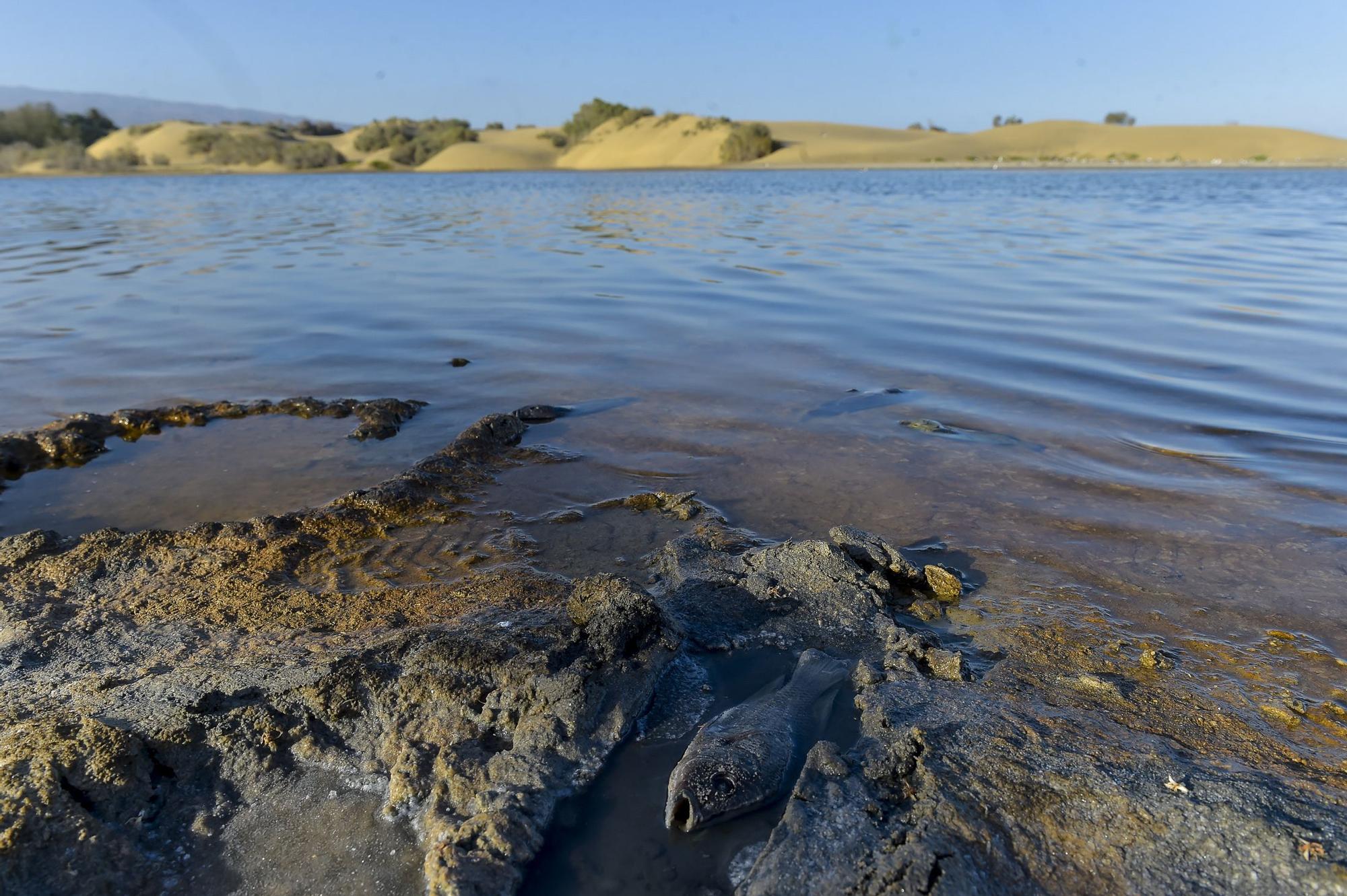 Peces muertos en la Charca de Maspalomas