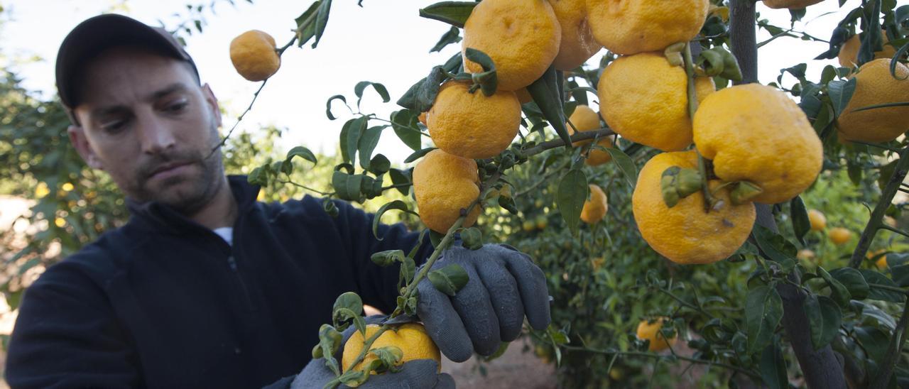 La mayoría de las variedades citrícolas han cotizado esta temporada a precios muy por debajo de los costes de producción.