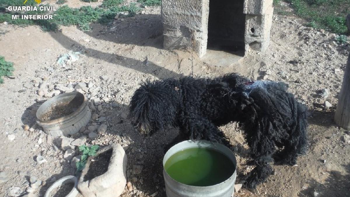 Investigan en Canarias a la dueña de un caniche al que tenía atado en carne viva y lleno de gusanos