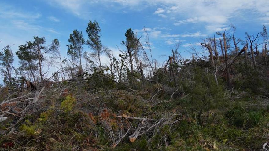 La vulnerabilidad de los bosques de Baleares frente a los temporales