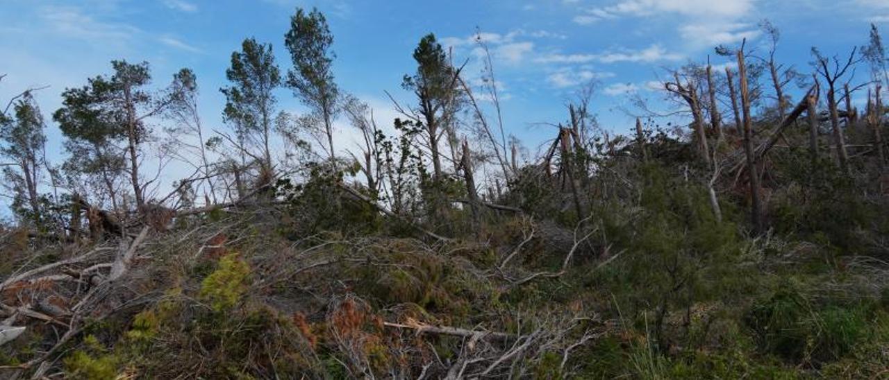 Destrozos en Banyalbufar en el temporal de 2020. | CAIB