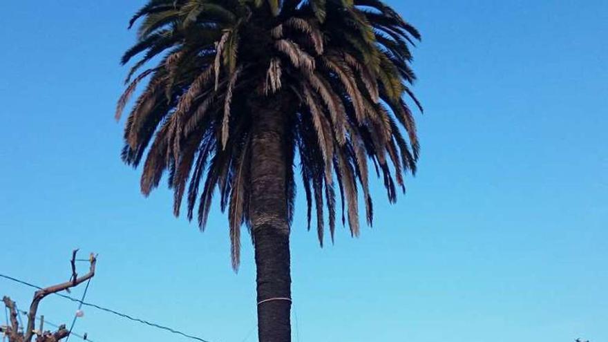 La palmera del palco ya está vallada y su tala sería inminente. // S.Á.