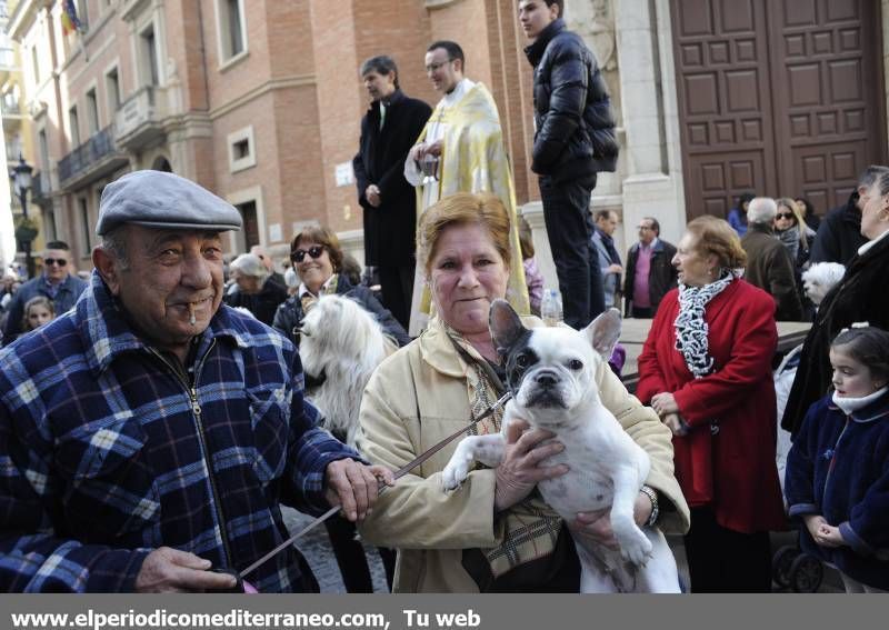 GALERÍA FOTOS - La provincia celebra Sant Antoni