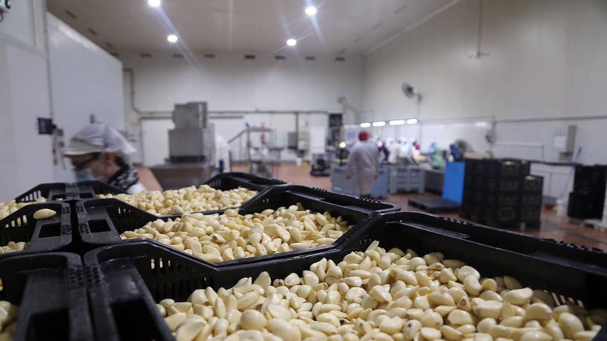 Ajo ecológico en una fábrica de Córdoba.