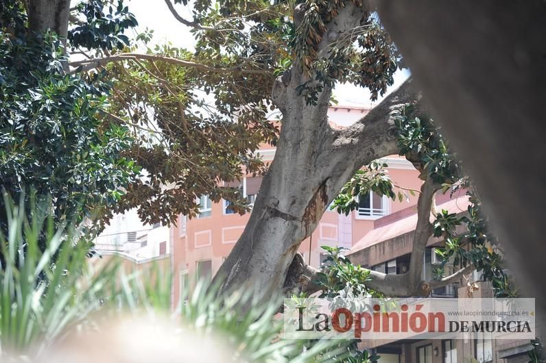 Cae parte del ficus de Santo Domingo en Murcia