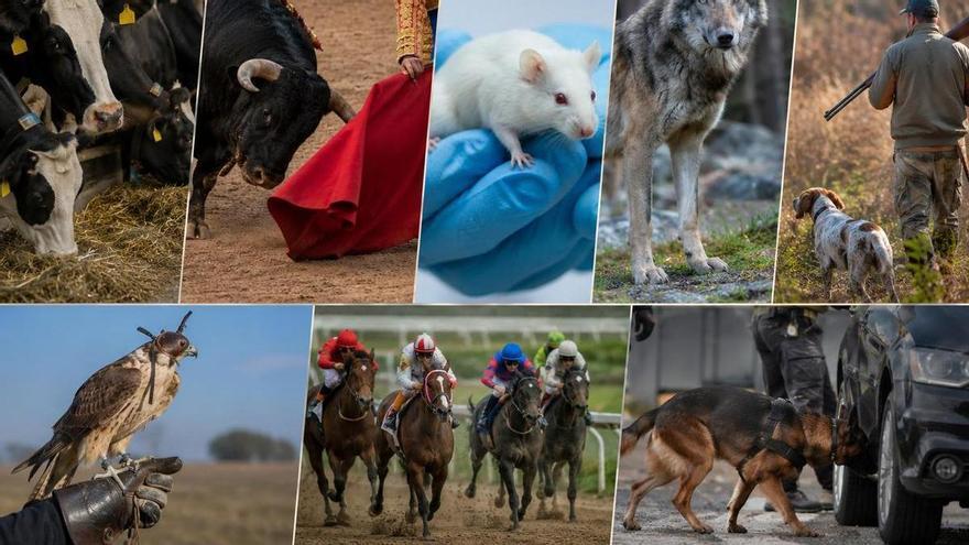 Los animales que quedan fuera de la Ley de Bienestar Animal: esta es la lista y el motivo por el que no se incluyen
