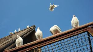 En Bélgica existe gran afición por la colombofilia y además de carreras se celebran importantes subastas de palomas mensajeras.