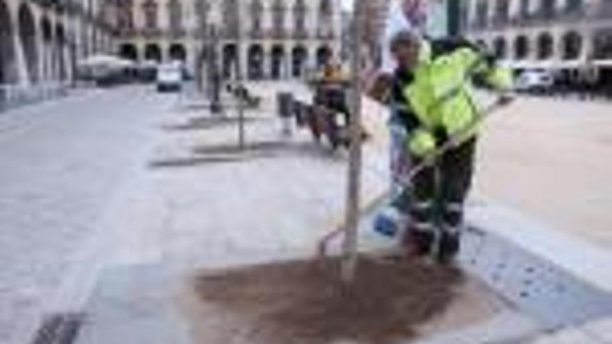 Girona plantarà 322 arbres en onze barris al llarg d&#039;aquest hivern