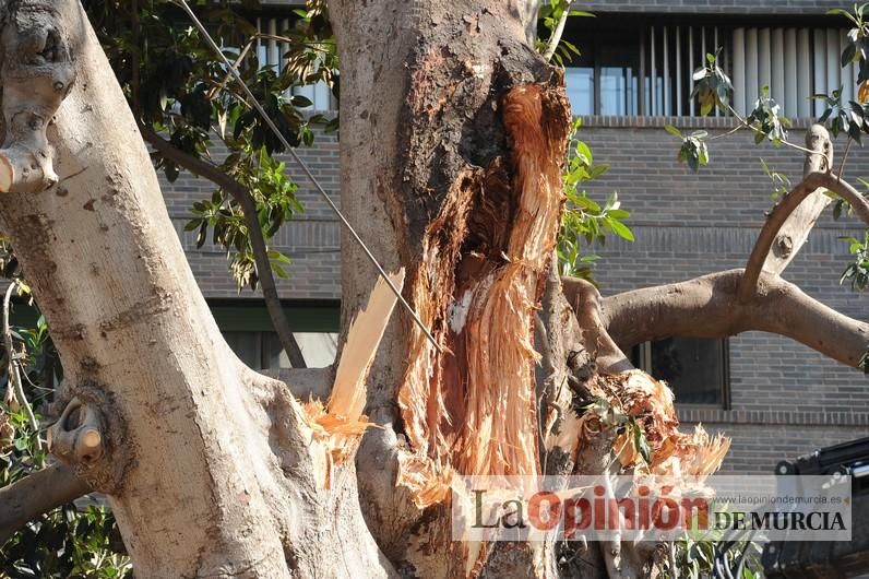 El día después de la caída de la rama del ficus de