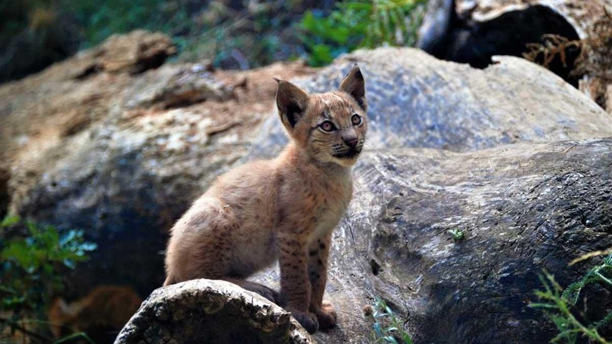 Nace un lince boreal en el Pirineo, primera cría en un siglo