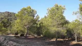 Gran mortandad de pinos en Cataluña por la sequía del año pasado
