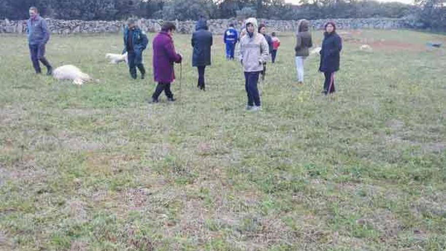 Agentes forestales y vecinos observan las ovejas muertas ayer en Abelón.