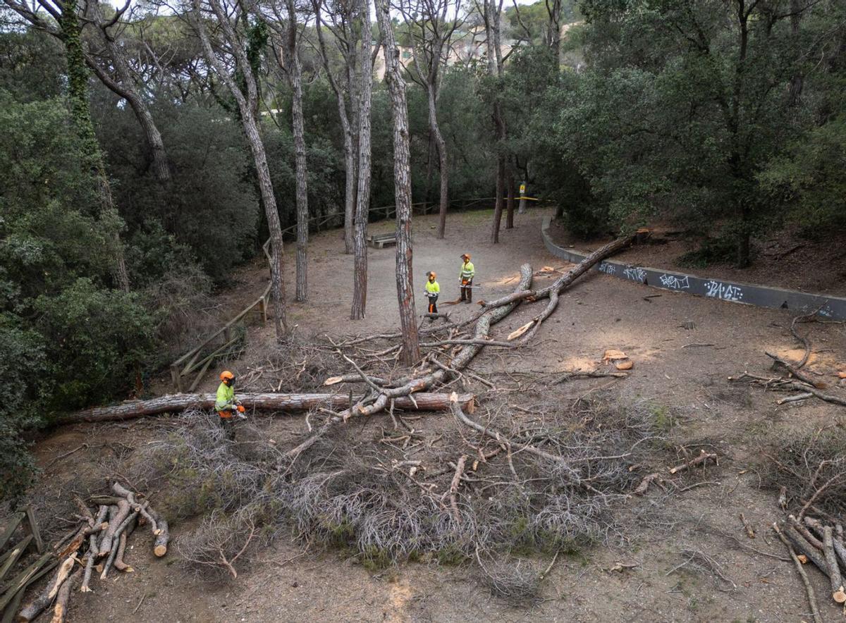 La tala puntual d’arbres aportarà fins a un 25% més d’aigua als rius La tala puntual d’arbres aportarà fins a un 25% més d’aigua als rius