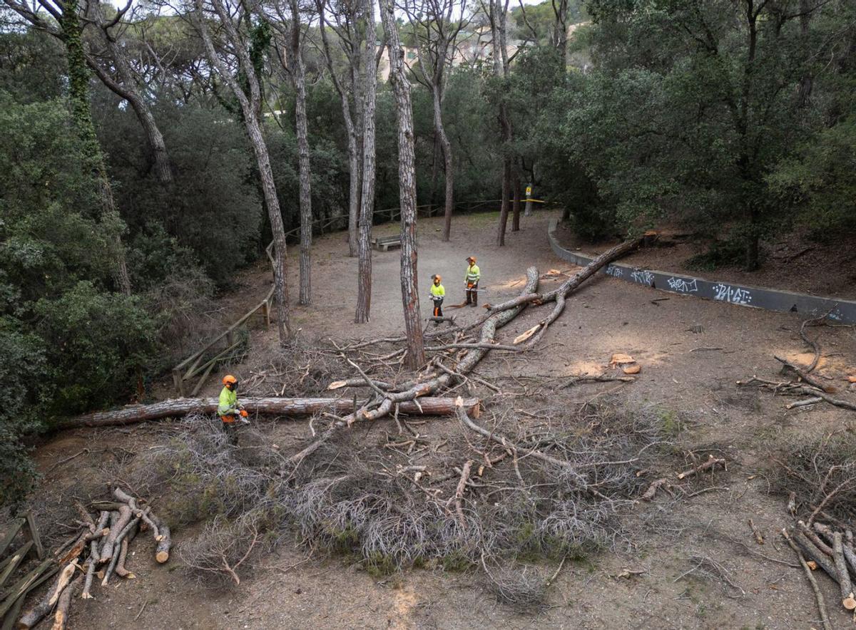 La tala puntual d’arbres aportarà fins a un 25% més d’aigua als rius