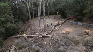 La tala puntual d’arbres aportarà fins a un 25% més d’aigua als rius