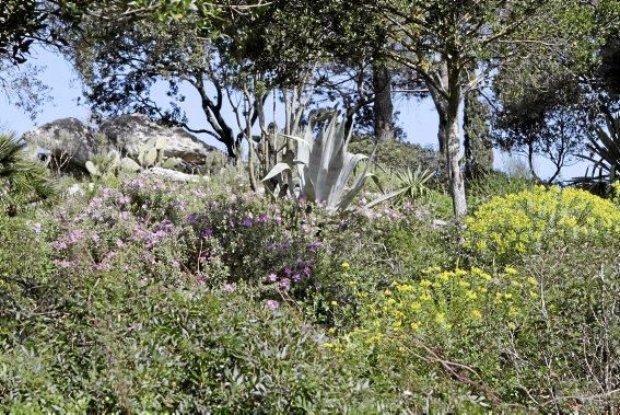 In Ariant blühen die mediterranen Pflanzen um die Wette. In dem von Heidi Gildemeister entworfenen Garten wird vieles den Launen der Natur und dem Zufall überlassen. Aber nicht alles.