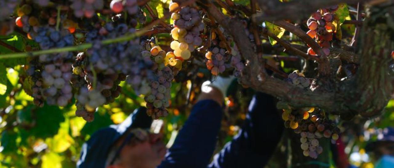 Vendimia en la bodega Martín Códax.   | // IÑAKI ABELLA DIÉGUEZ