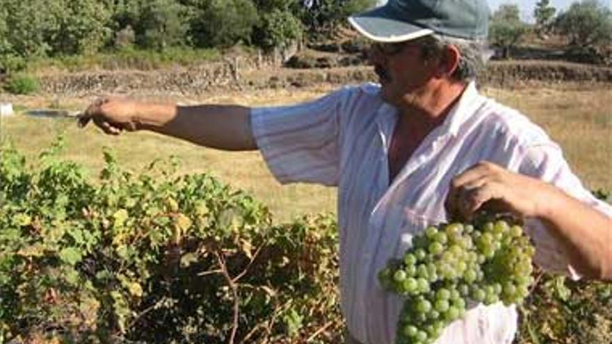 Cae un 50% la producción de uva en la zona de Sierra de Gata