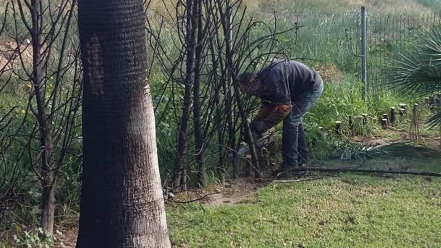 Replantan y limpian el jardín que se quemó junto a la V-30